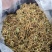 野生大山里的金银花