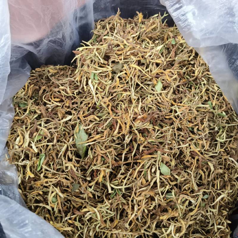 野生大山里的金银花
