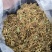 野生大山里的金银花