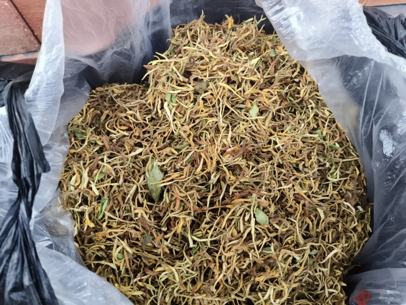 野生大山里的金银花