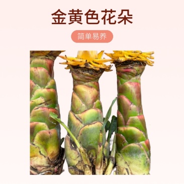 云南特色花卉地涌金莲千瓣莲花成活率高易管理