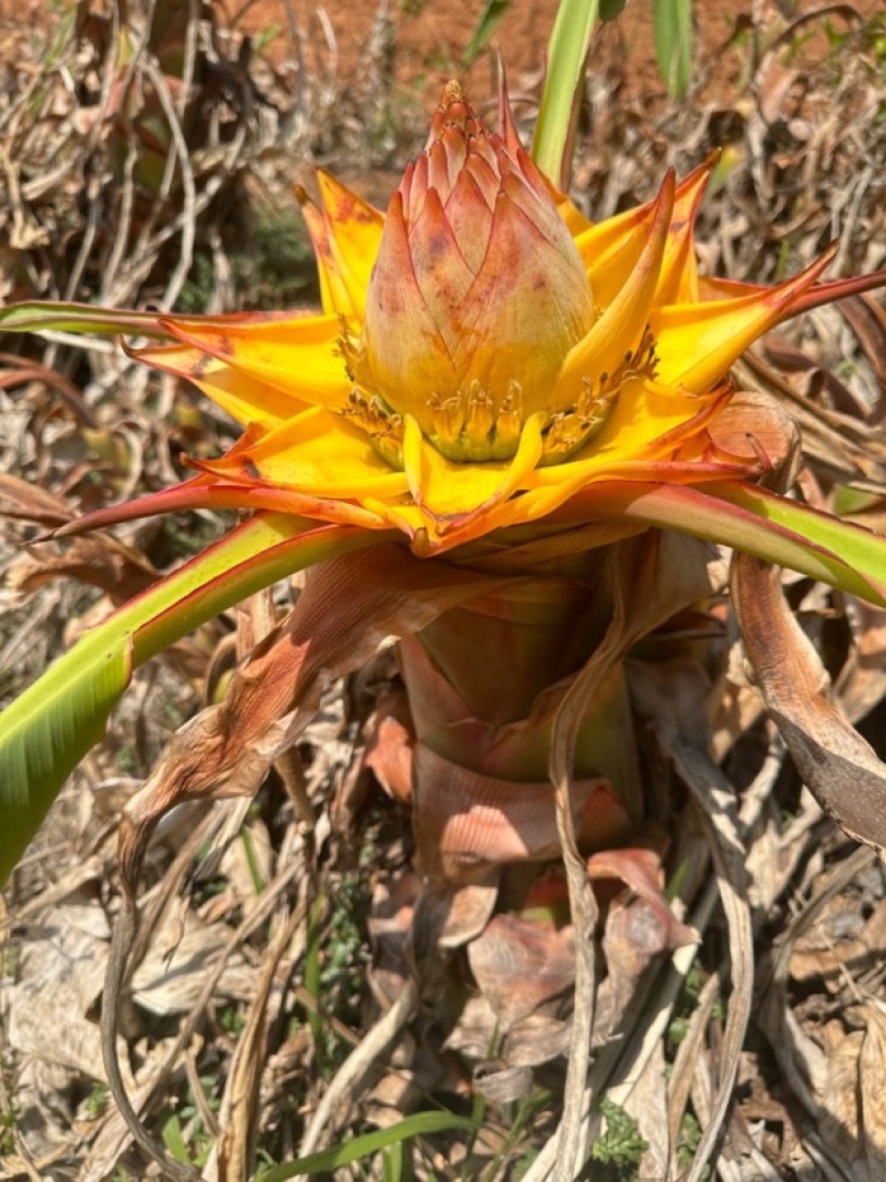 云南特色花卉地涌金莲千瓣莲花成活率高易管理