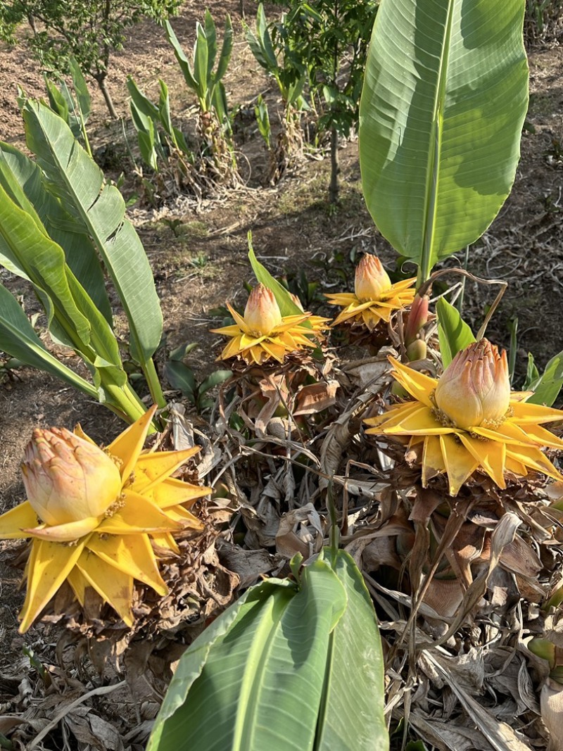 云南特色花卉地涌金莲千瓣莲花成活率高易管理