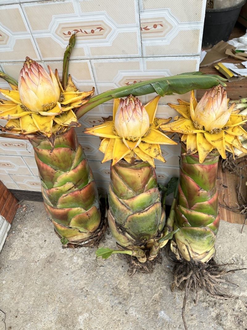 云南特色花卉地涌金莲千瓣莲花成活率高易管理