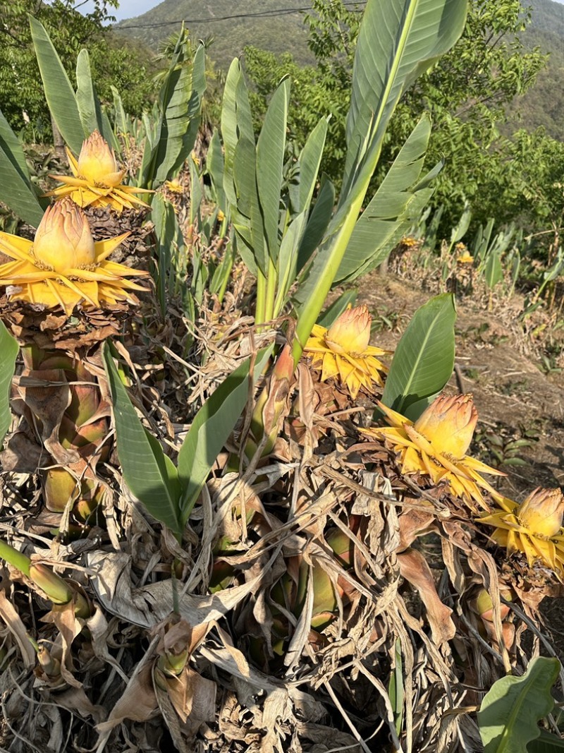 云南特色花卉地涌金莲千瓣莲花成活率高易管理
