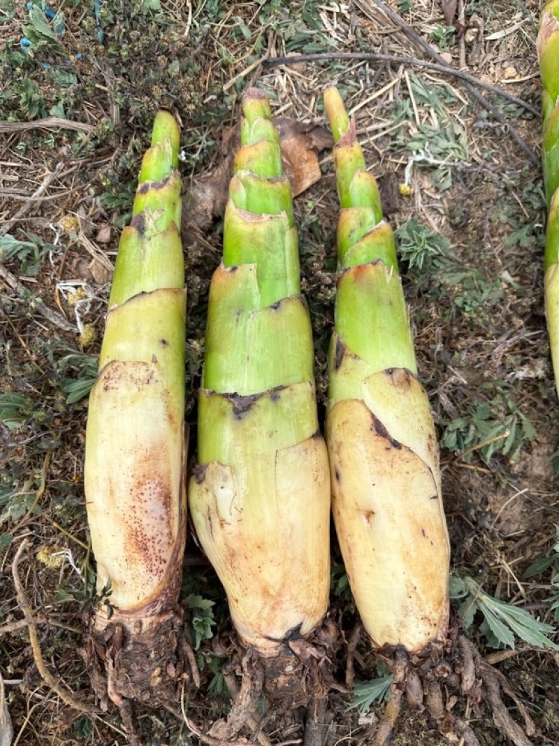 云南特色花卉地涌金莲千瓣莲花成活率高易管理