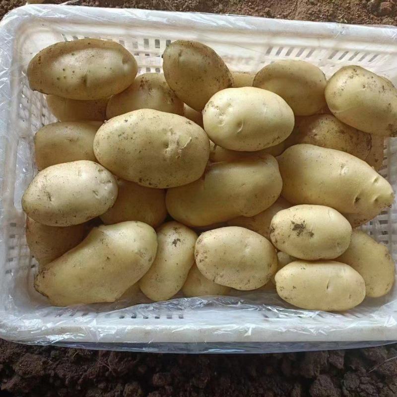 荷兰十五土豆，黄皮黄心，货源充足，产地批发一手货源