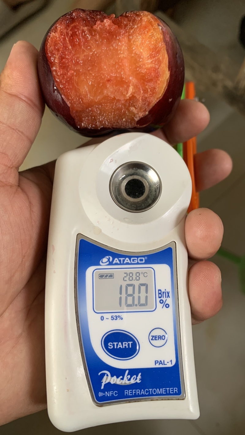 风味玫瑰李子大量上市口感好，糖度高，果面干净