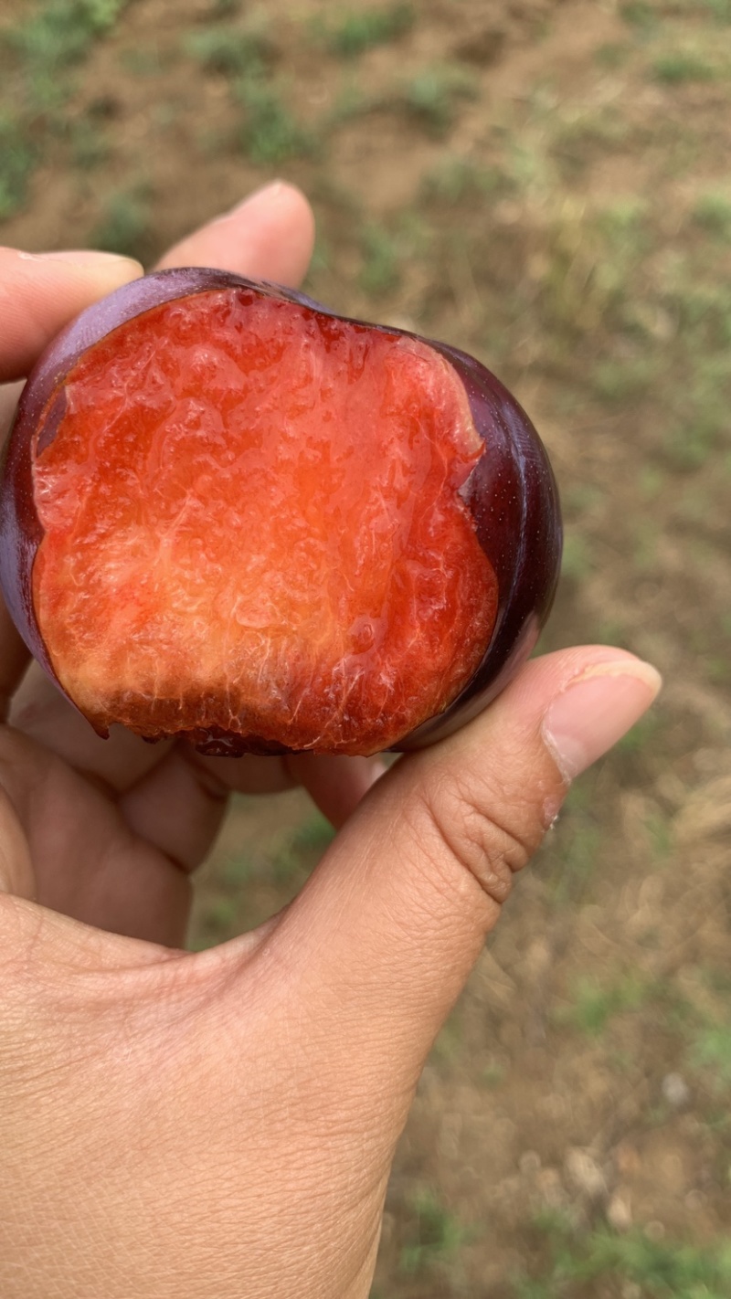 风味玫瑰李子大量上市口感好，糖度高，果面干净