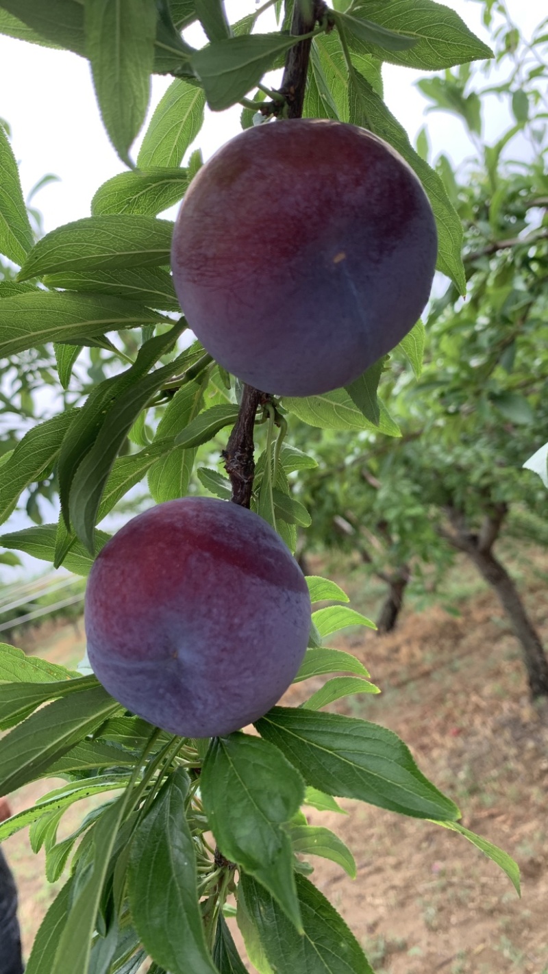 风味玫瑰李子大量上市口感好，糖度高，果面干净