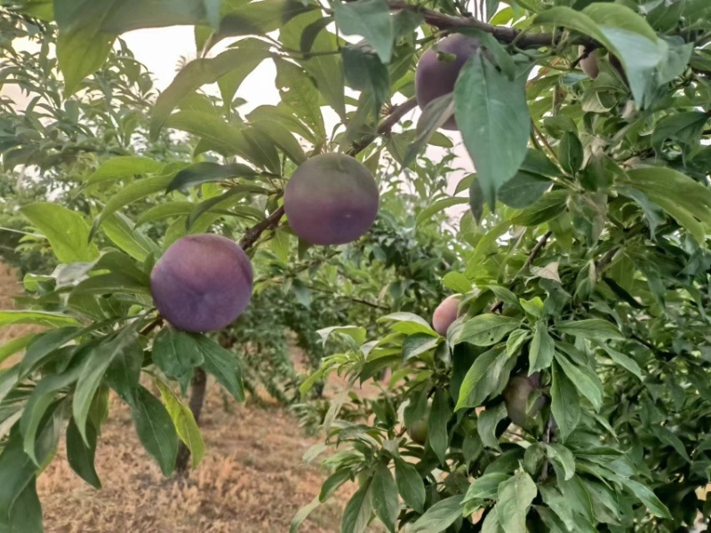 风味玫瑰李子大量上市口感好，糖度高，果面干净