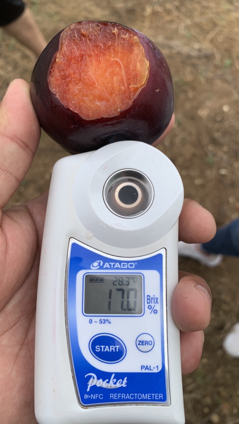 风味玫瑰李子大量上市口感好，糖度高，果面干净