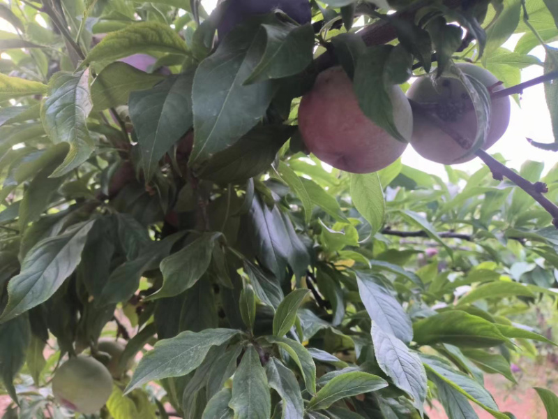 风味玫瑰李子大量上市口感好，糖度高，果面干净