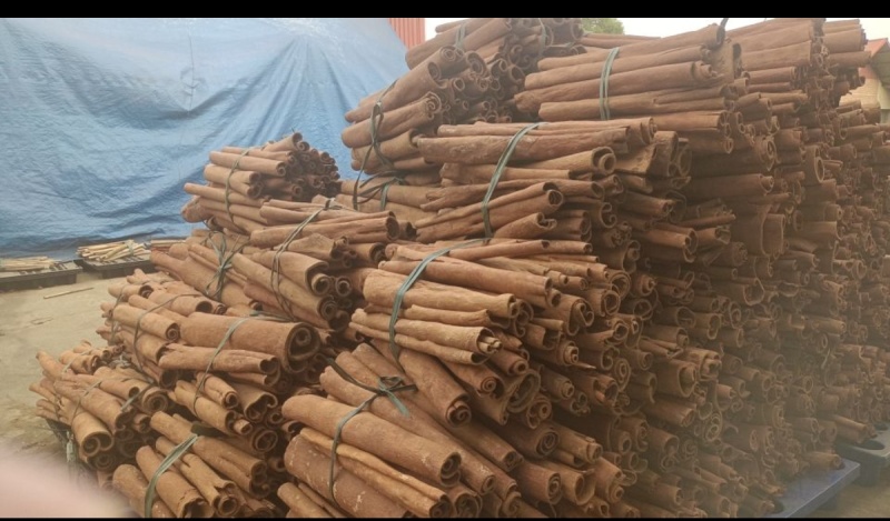 广西防城油桂，源头厂家，品质保证，价格实惠。