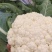 越冬松花100天花菜苗、耐寒青梗白面矮脚，技术指导种植。
