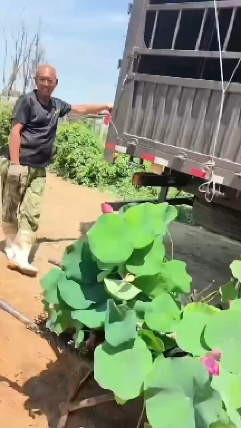 永信水生植物盆栽荷花大量出售