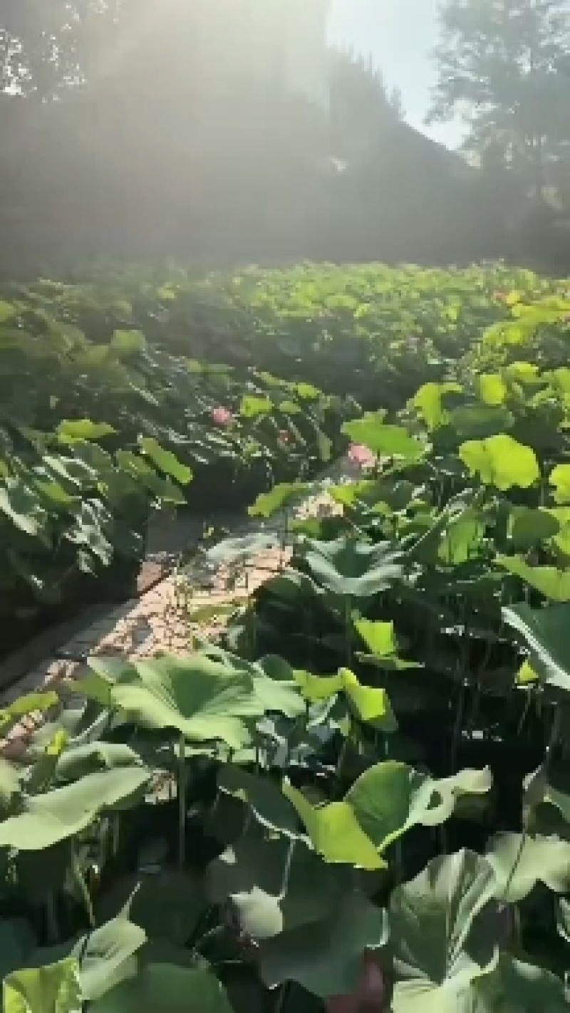 永信水生植物盆栽荷花大量出售