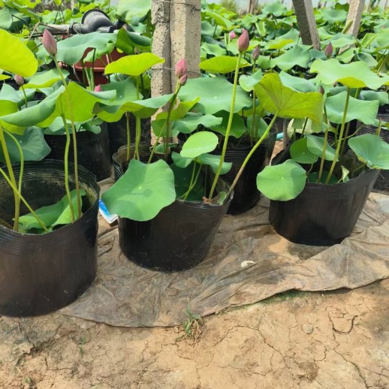 永信水生植物盆栽荷花大量出售