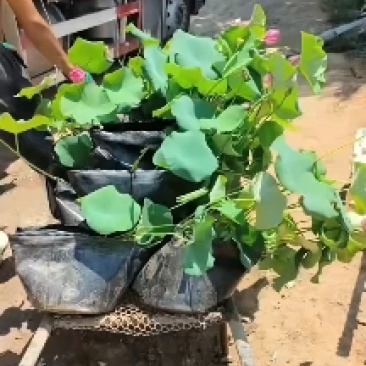 永信水生植物盆栽荷花大量出售
