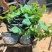 永信水生植物盆栽荷花大量出售