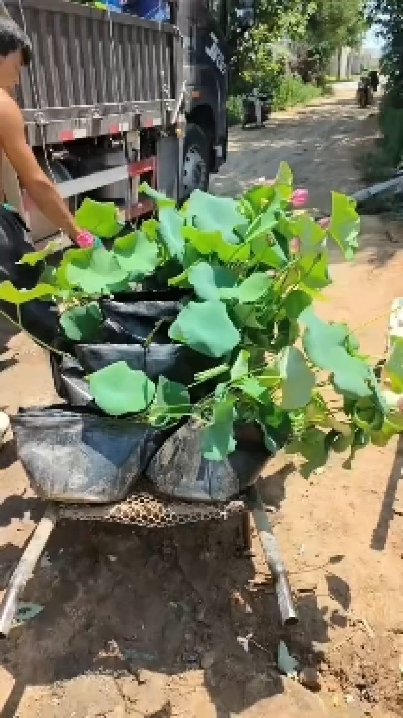 永信水生植物盆栽荷花大量出售