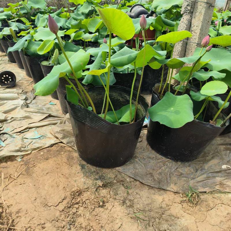 盆栽荷花价格基地直销无中间商赚差价选择永信水生植物