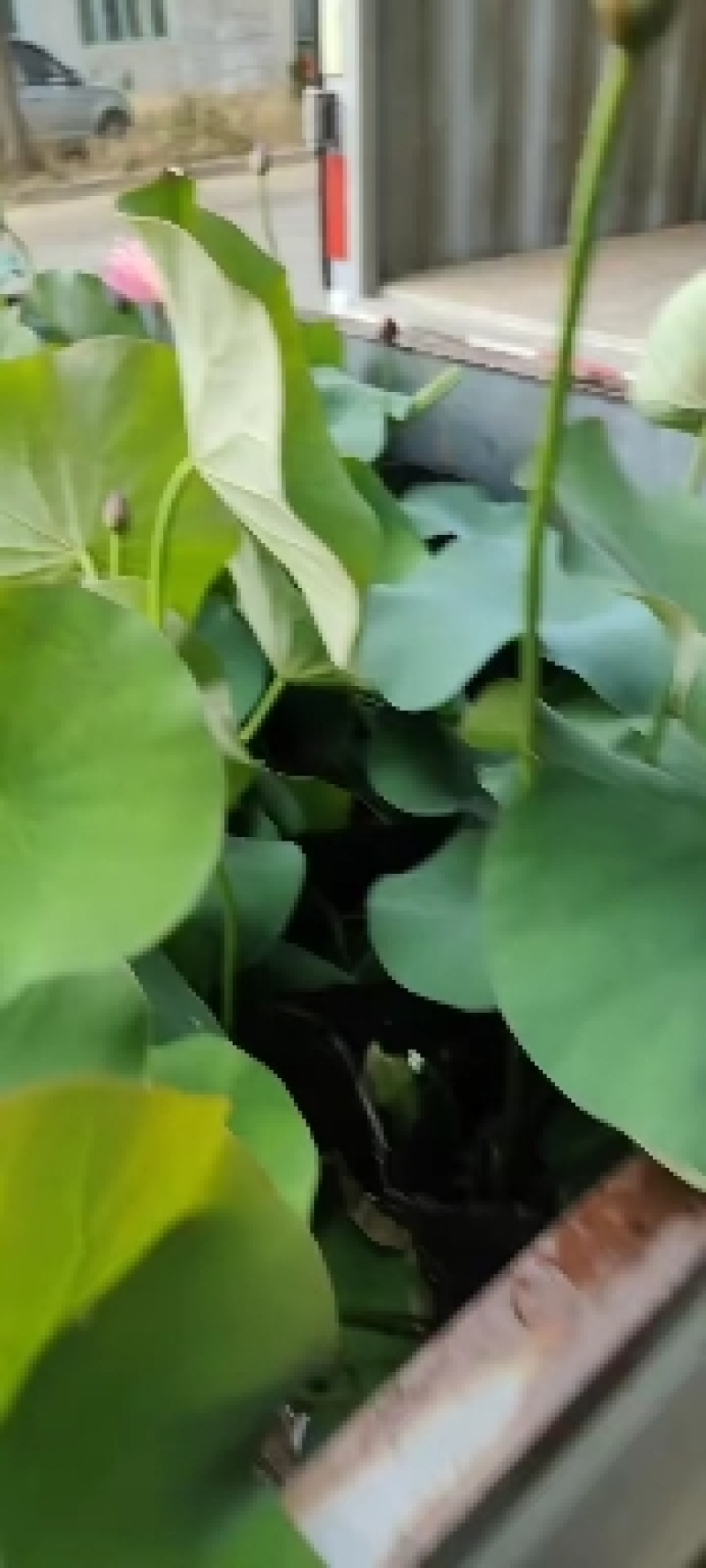 盆栽荷花价格基地直销无中间商赚差价选择永信水生植物