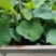 盆栽荷花价格基地直销无中间商赚差价选择永信水生植物
