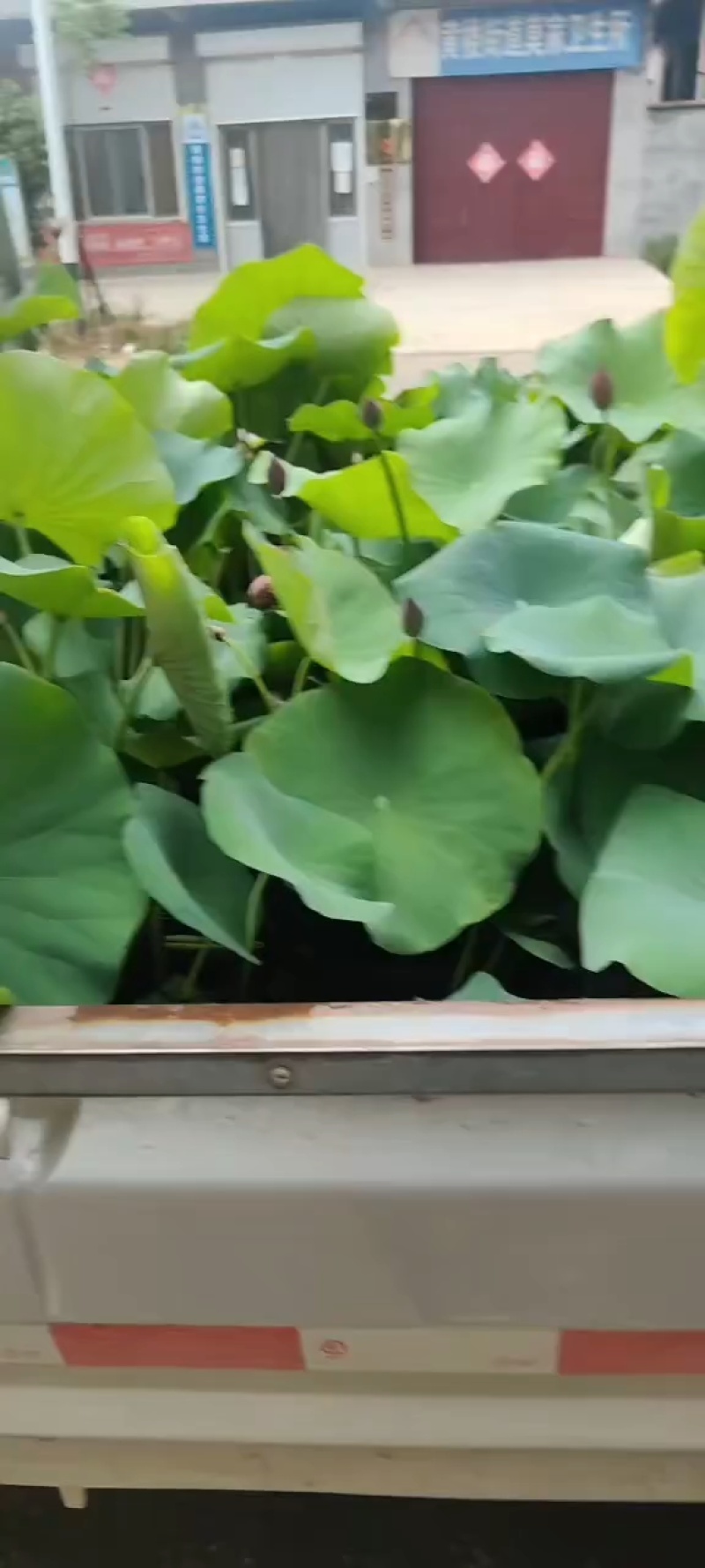 盆栽荷花价格基地直销无中间商赚差价选择永信水生植物