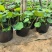盆栽荷花价格基地直销无中间商赚差价选择永信水生植物
