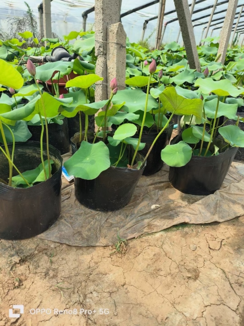 盆栽荷花价格基地直销无中间商赚差价选择永信水生植物
