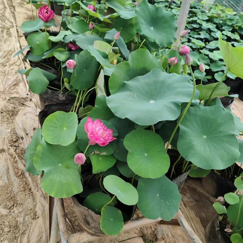 盆栽荷花价格基地直销无中间商赚差价选择永信水生植物