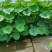 盆栽荷花价格基地直销无中间商赚差价选择永信水生植物