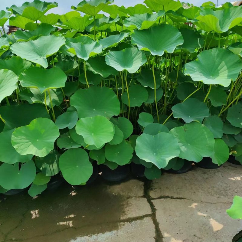 盆栽荷花价格基地直销无中间商赚差价选择永信水生植物