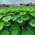 盆栽荷花价格基地直销无中间商赚差价选择永信水生植物