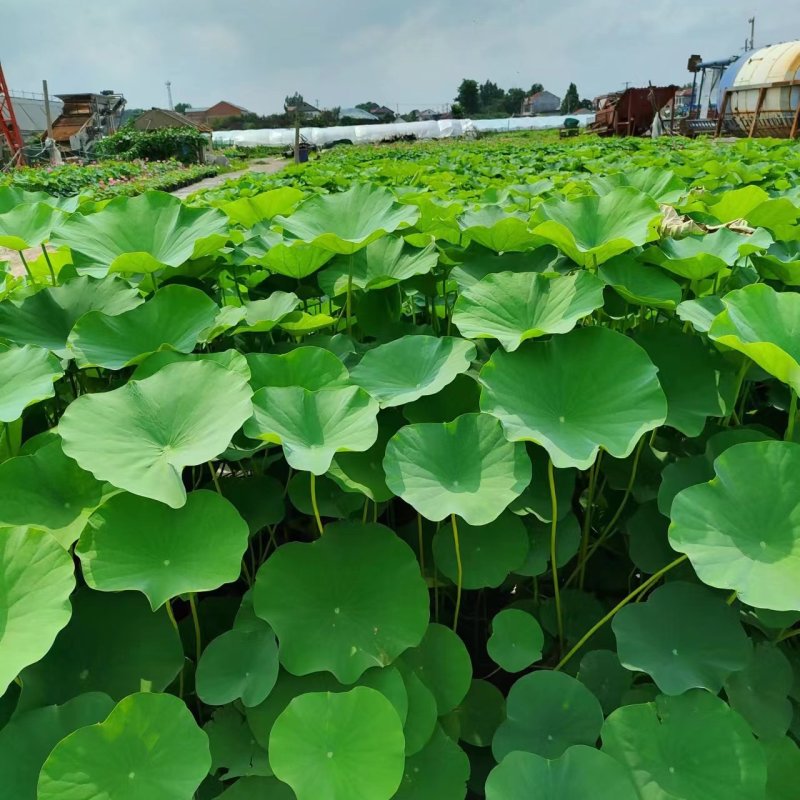 盆栽荷花价格基地直销无中间商赚差价选择永信水生植物