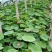 盆栽荷花价格基地直销无中间商赚差价选择永信水生植物