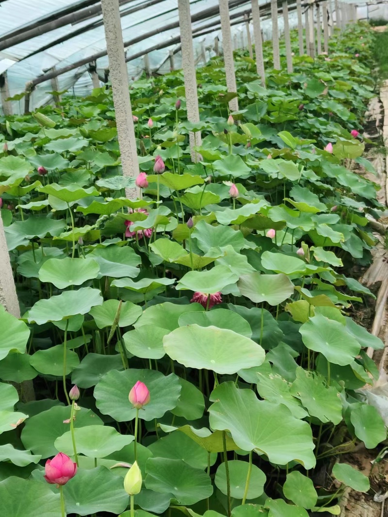 盆栽荷花价格基地直销无中间商赚差价选择永信水生植物