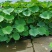 盆栽荷花价格基地直销无中间商赚差价选择永信水生植物