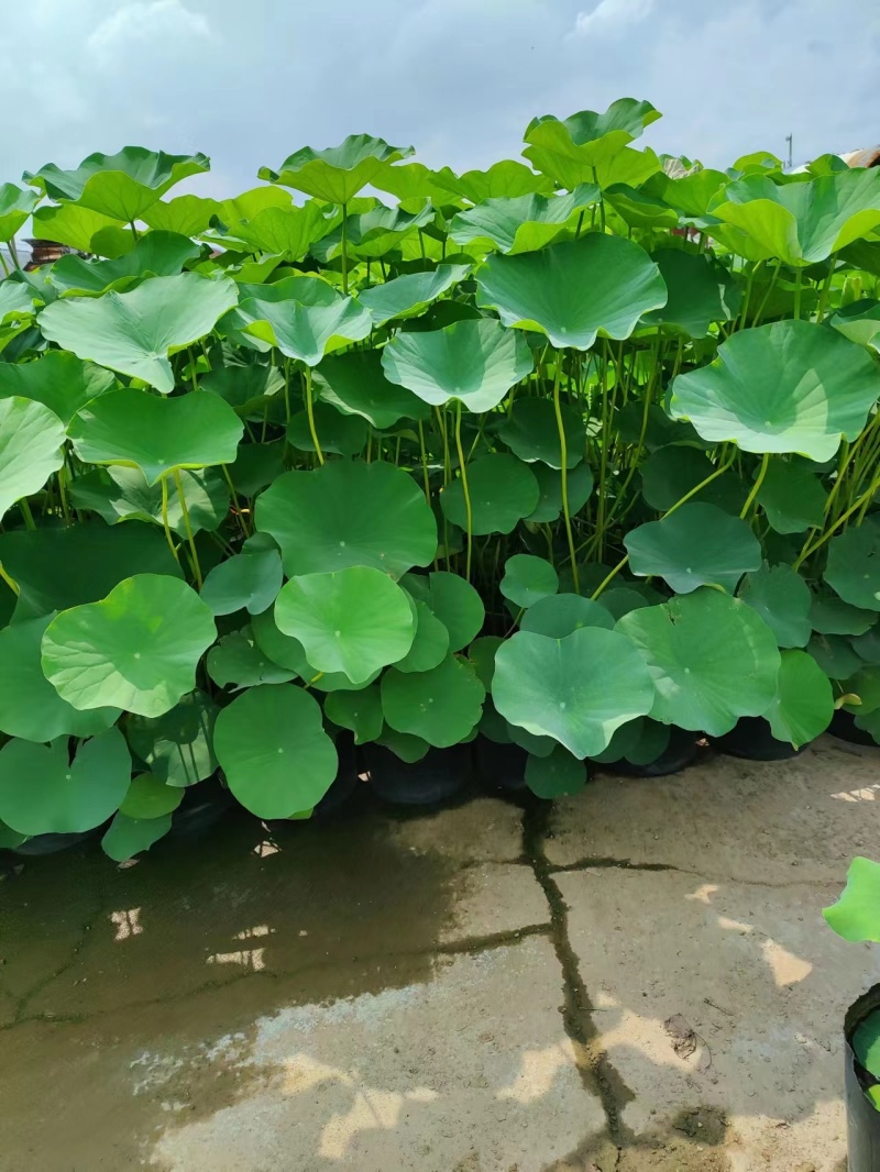 盆栽荷花价格基地直销无中间商赚差价选择永信水生植物