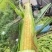 新鲜甜玉米，大量供应市场电商货欢迎咨询