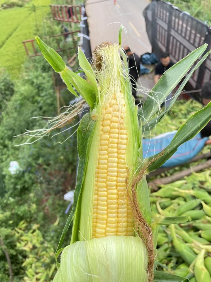 新鲜甜玉米，大量供应市场电商货欢迎咨询