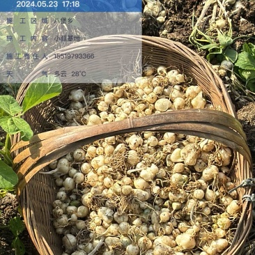 薤白苦精小蒜