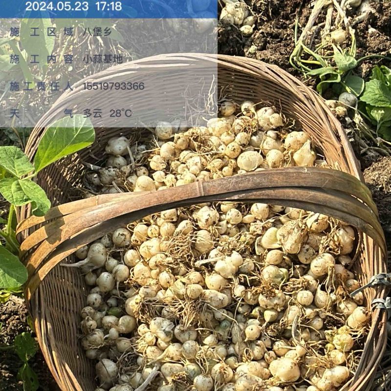 薤白苦精小蒜