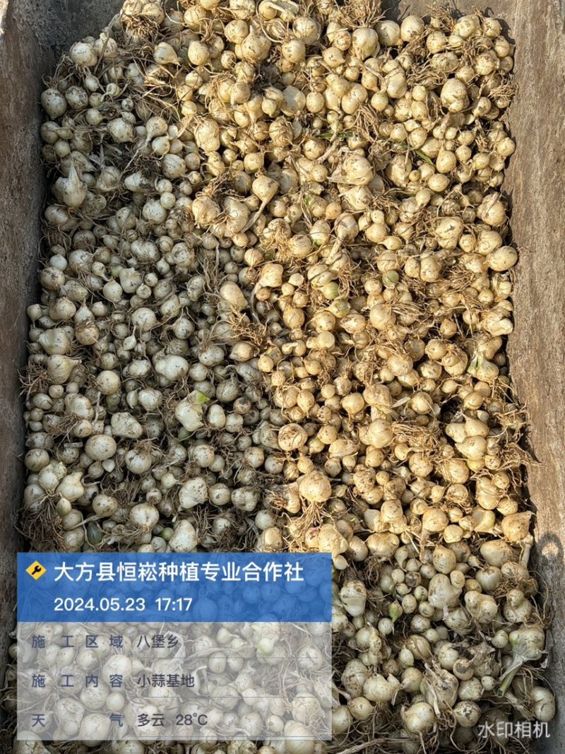 薤白苦精小蒜