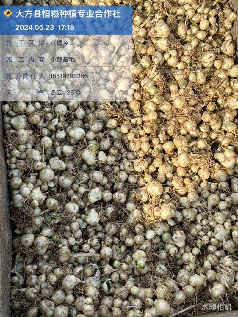 薤白苦精小蒜