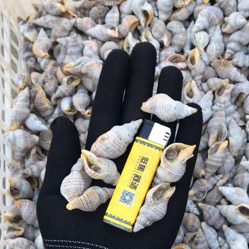 小海螺，红枣螺，贝贝螺