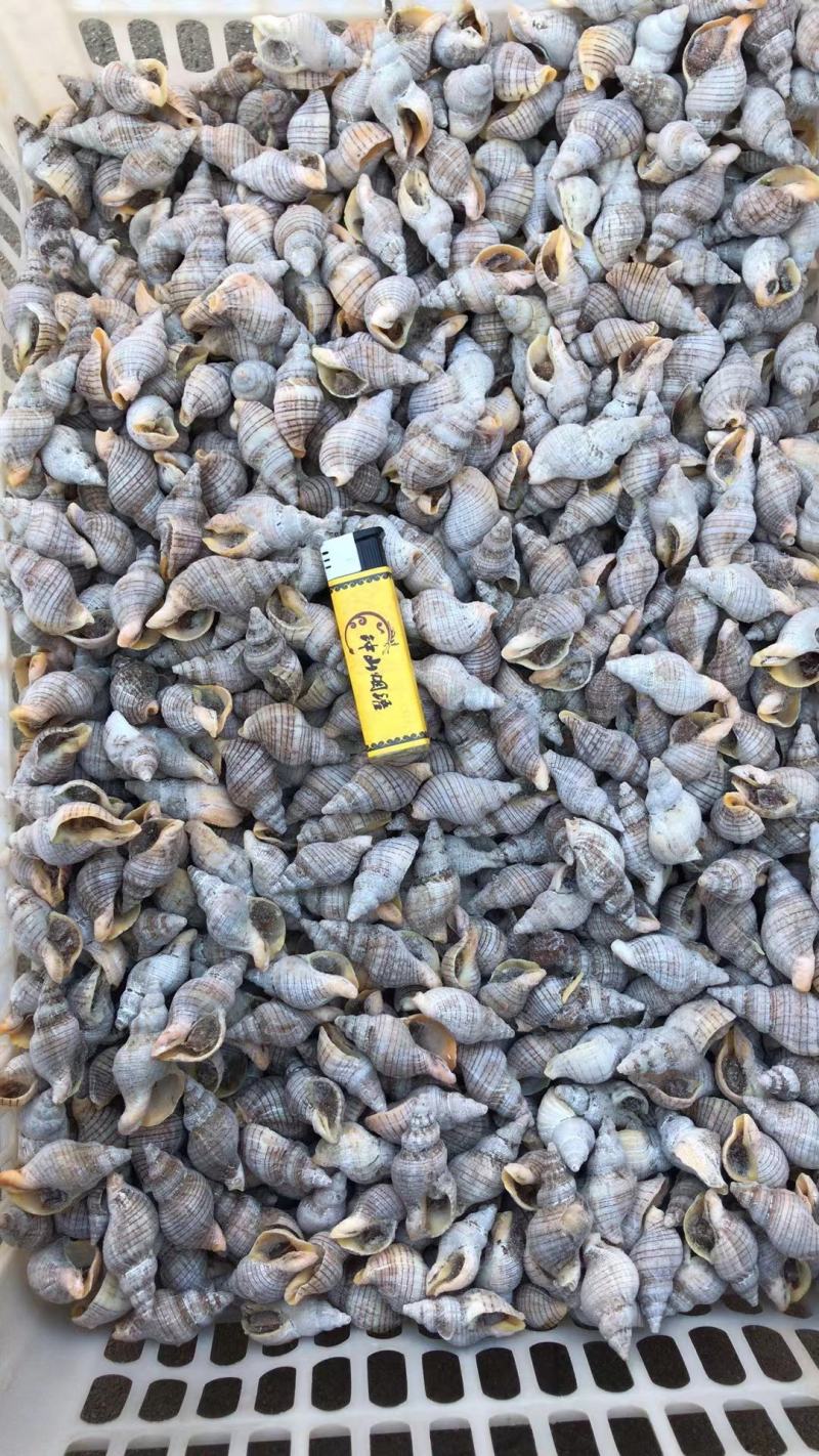 小海螺，红枣螺，贝贝螺