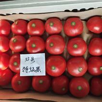 周口西红柿大量供应、品种齐全、对接各大市场、商超、电商、