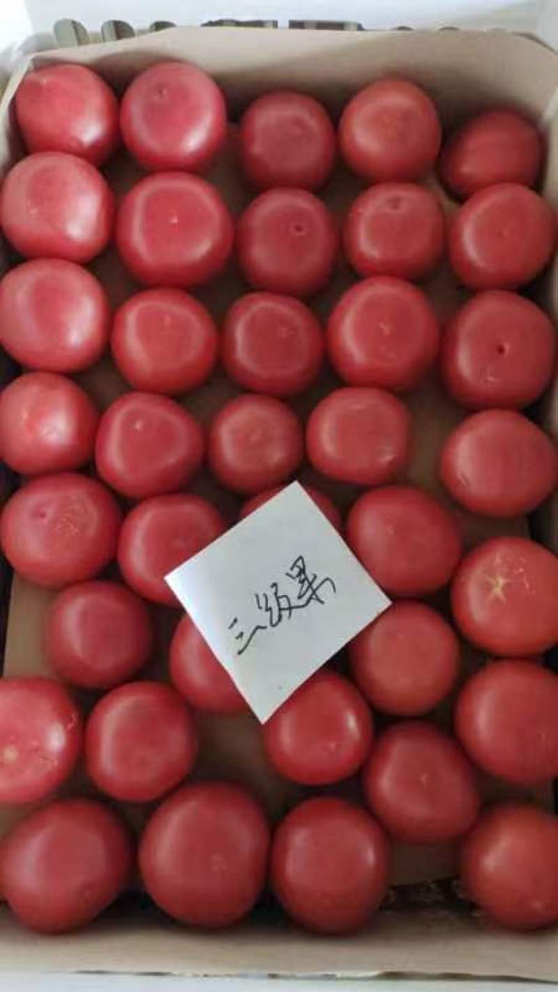 周口西红柿大量供应、品种齐全、对接各大市场、商超、电商、